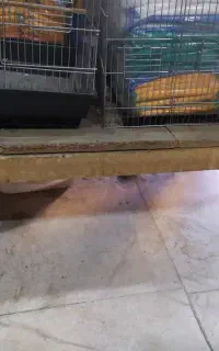 تخت