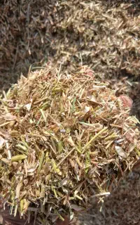 کاه سیاه دانه