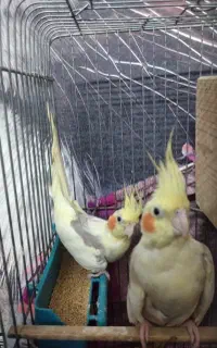 طوطی عروس هلندی