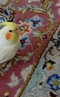 عروس هلندی