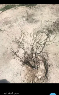 ۲۰کودسوپر تریپل ۴۶ درصد اصل و۳۸ عدد کود کلرو پتاس