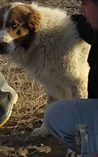 چوپان  درجه ی