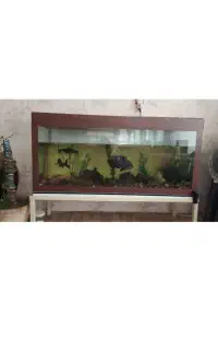 آکواریوم ماهی
