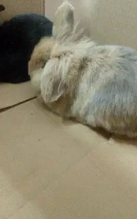 دو عدد خرگوش خانگی