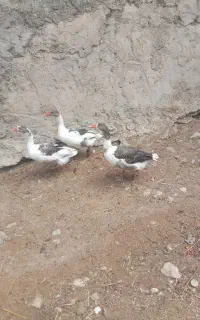 سه عدد غاز ۹ماه