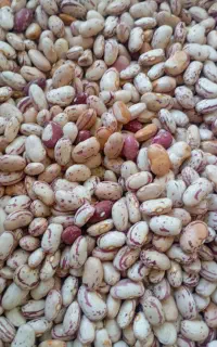 لوبیا چیتی