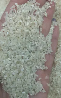 نیمه دانه فجر سوزنی معطر کاشت زرین گل