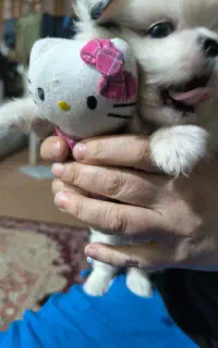 سگ شیتزو میکس