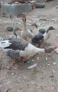 2عددغازنروماده با3جوجه به فروش می‌رسد