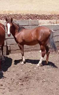 اسب درج یک یکسالش س ماه