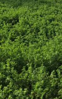 بذر یونجه درجه یک