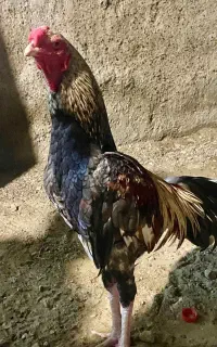 خروس اصیل نسلدار