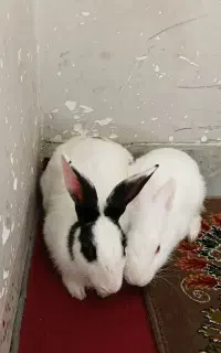 خرگوش