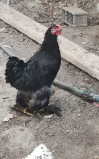 خروس برهما اصل دارک و بلک