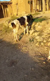 گاو با گوساله نر ۴ ماه