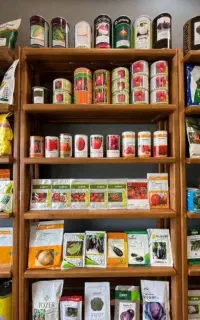 انواع بذر گوجه فرنگی خارجی مناسب مناطق میناب