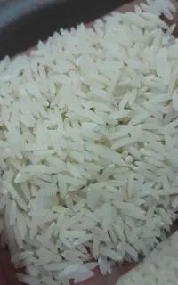برنج هاشمی تازه امساله موجوده مستقیم از کشاورز