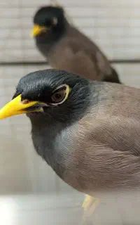 دو عدد مرغ مینا سخنگو
