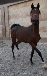 کره مادیان