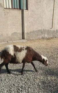 گوسفند فروش