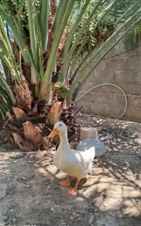 فروش ادرک