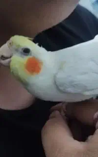 گمشده
