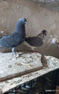 کبوتر