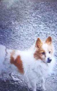 سگ پا کوتاه