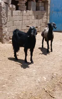 فروش دوراس گوسفند داشتی