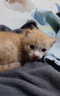 واگذاری بچه گربه