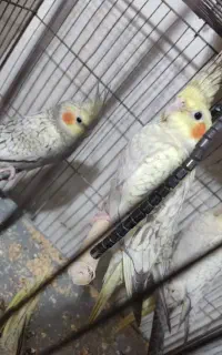 عروس هلندی جوان