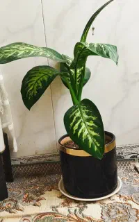 گل خانگی