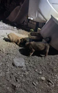 سگ باهوش گانگال