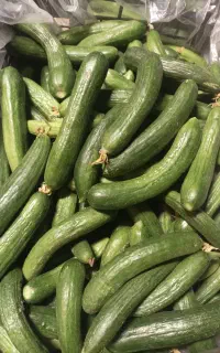 خیار شوری70