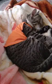 گربه نر