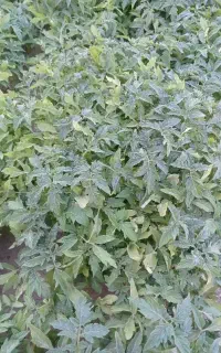 شیتیل گوجه 8320