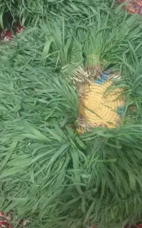 تره تازه  فروش فوری