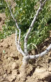 فروش چوب باغی حدودا ۸۰۰ تا درخت