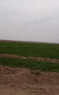 اکیپ دسته کارگر دارم برا کلم کاشتن و آلا کردن