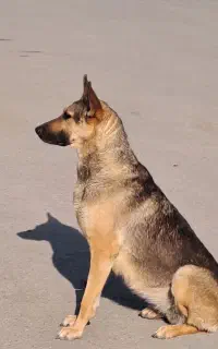 سک کرگی ژرمن