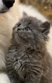 گربه بیریتیش بلو لانگ هیر