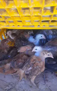 جوجه ورامینی۱ماه