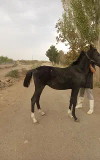 اسب نریان مشکی کرد