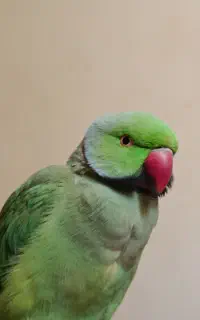 گمشده