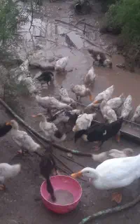اردک اورگانیک( مطالعه بشه)