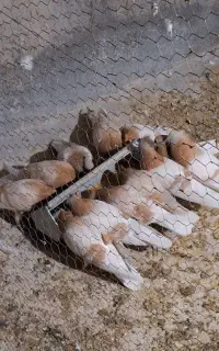 کبوتر زرد