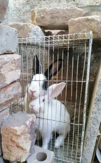 خرگوش