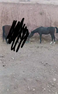 کره مادیان مشکی