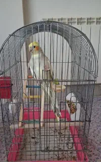 عروس هلندی نر و ماده