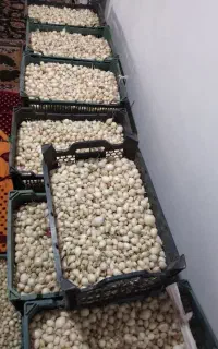 فروش غده پیاز مینروا